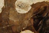 Petrified Wood (Cherry) Slab - McDermitt, Oregon #93840-1